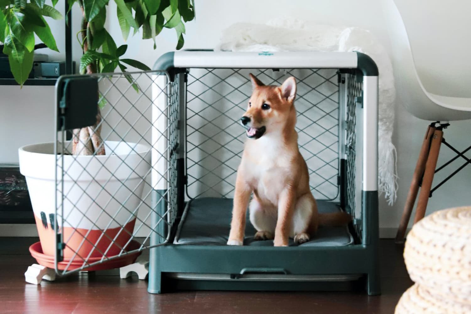 Diggs Revol Dog Crate Review 2023 Apartment Therapy